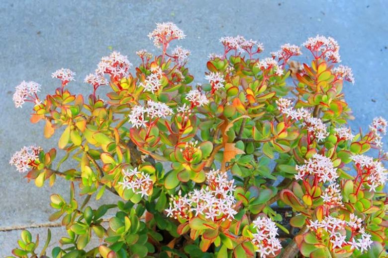 Jade Plant, Jade Plant Care, Jade Plants, Crassula ovata, Crassula arborescens, Crassula, Indoor Plants, Houseplants