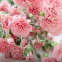 January Birth Flower, Birth Flowers, Birth Month Flowers, Birth Flower, Month Birth Flower, May Birth Flower, June Birth Flower, July Birth Flower
