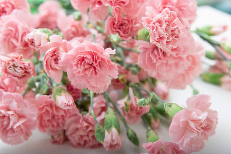 January Birth Flower, Birth Flowers, Birth Month Flowers, Birth Flower, Month Birth Flower, May Birth Flower, June Birth Flower, July Birth Flower