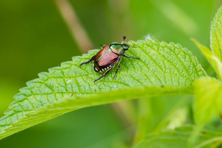 Japanese Beetle, Japanese Beetles, Popillia japonica