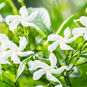 Jasmine, Poet's Jasmine, Arabian Jasmine, Spanish Jasmine, Royal Jasmine, Winter Jasmine, Pink Jasmine, White Jasmine, PrimroseJasmine, Angelwing Jasmine, Shining Jasmine