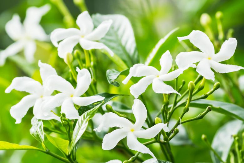 Jasmine, Poet's Jasmine, Arabian Jasmine, Spanish Jasmine, Royal Jasmine, Winter Jasmine, Pink Jasmine, White Jasmine, PrimroseJasmine, Angelwing Jasmine, Shining Jasmine