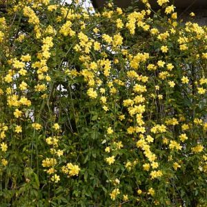 Jasminum mesnyi, Primrose Jasmine, Jasminum primulinum, Evergreen Vine, Evergreen Shrub , Yellow Jasmine, Yellow Flowers