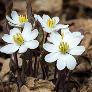 Jeffersonia diphylla, Twinleaf, Rheumatism Root, Blue Twinleaf, Ground Squirrel Pea, Helmet Pod, North American Rheumatism Root, Shade perennials, White flowers