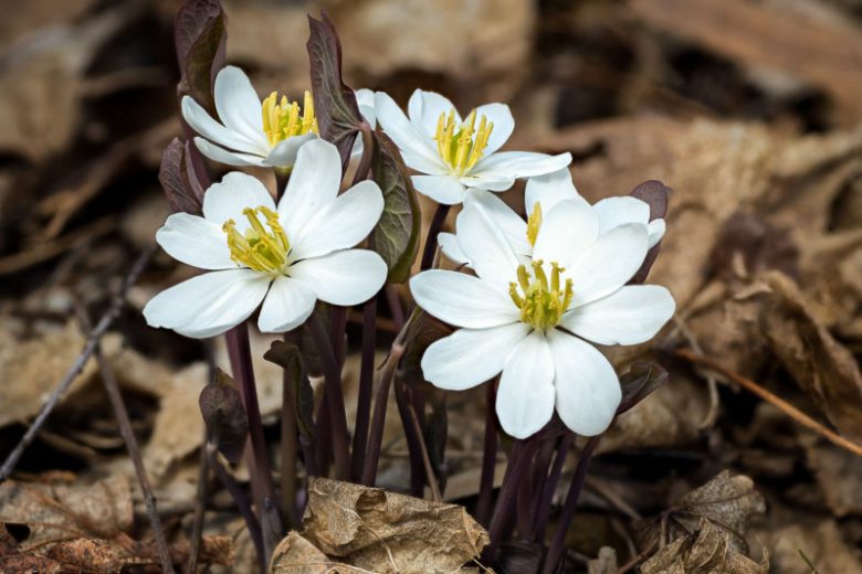 Jeffersonia diphylla, Twinleaf, Rheumatism Root, Blue Twinleaf, Ground Squirrel Pea, Helmet Pod, North American Rheumatism Root, Shade perennials, White flowers
