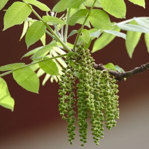 Juglans nigra, Black Walnut, Eastern Black Walnut, American Black Walnut, Deciduous Tree, Fall Color, Fruit Tree