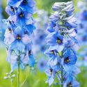 July Birth Flower, Birth Flowers, Birth Month Flowers, Birth Flower, Month Birth Flower, May Birth Flower, June Birth Flower, July Birth Flower