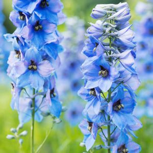 July Birth Flower, Birth Flowers, Birth Month Flowers, Birth Flower, Month Birth Flower, May Birth Flower, June Birth Flower, July Birth Flower