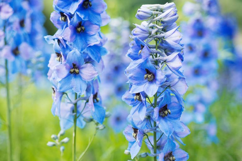July Birth Flower, Birth Flowers, Birth Month Flowers, Birth Flower, Month Birth Flower, May Birth Flower, June Birth Flower, July Birth Flower