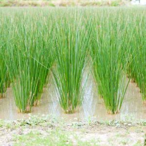Juncus effusus, Common Rush, Soft Rush, Corkscrew Rush, Pin Rush, Sugar Grass, Ornamental Grass, Perennial Grass, Drought tolerant grass