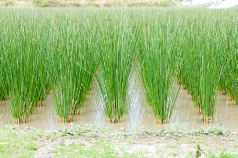 Juncus effusus, Common Rush, Soft Rush, Corkscrew Rush, Pin Rush, Sugar Grass, Ornamental Grass, Perennial Grass, Drought tolerant grass