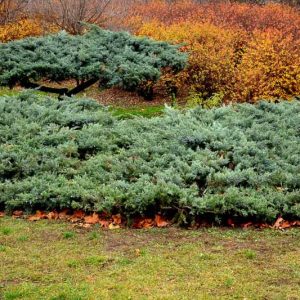 Juniperus communis, Common Juniper, Juniper, Juniperus intermedia, Evergreen Shrub, Evergreen Tree