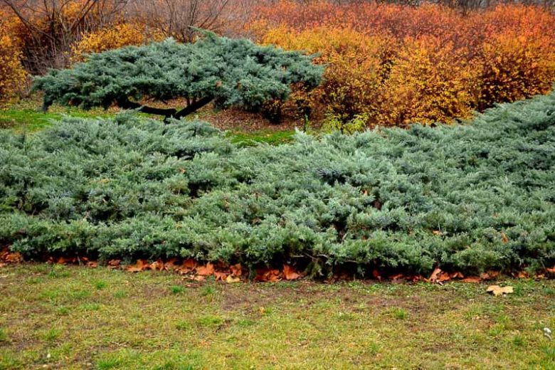 Juniperus communis, Common Juniper, Juniper, Juniperus intermedia, Evergreen Shrub, Evergreen Tree