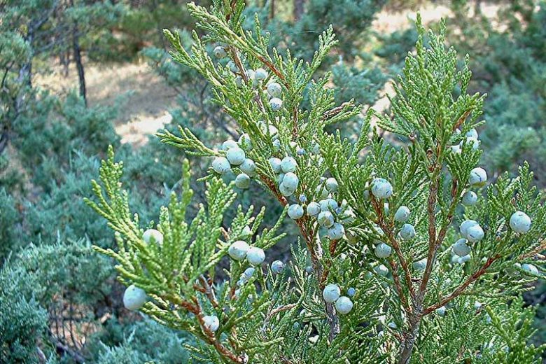 Juniperus scopulorum, Rocky Mountain Juniper, Rocky Mountain Red Cedar, Mountain Red Cedar, Colorado Red Cedar, Western Red Cedar, River Juniper, Western Juniper, Cedro Rojo, Evergreen Shrub, Evergreen Tree