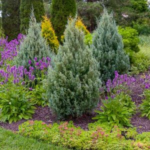 Juniperus scopulorum 'Wichita Blue', Rocky Mountain Juniper 'Wichita Blue', Rocky Mountain Red Cedar 'Wichita Blue', Mountain Red Cedar 'Wichita Blue', Colorado Red Cedar 'Wichita Blue', Western Red Cedar 'Wichita Blue', River Juniper 'Wichita Blue', Western Juniper 'Wichita Blue', Cedro Rojo 'Wichita Blue', Evergreen Shrub, Evergreen Tree