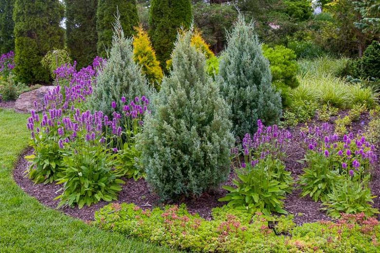 Juniperus scopulorum 'Wichita Blue', Rocky Mountain Juniper 'Wichita Blue', Rocky Mountain Red Cedar 'Wichita Blue', Mountain Red Cedar 'Wichita Blue', Colorado Red Cedar 'Wichita Blue', Western Red Cedar 'Wichita Blue', River Juniper 'Wichita Blue', Western Juniper 'Wichita Blue', Cedro Rojo 'Wichita Blue', Evergreen Shrub, Evergreen Tree