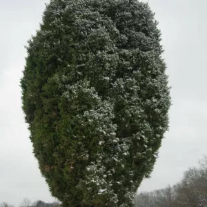 Juniperus virginiana, Cedar Oil Tree, Eastern Red Cedar, Pencil Cedar, Red Cedar, Virginia Cedar, Evergreen Shrub, Evergreen Tree