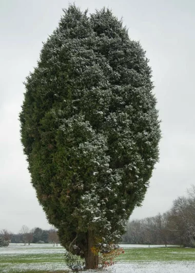 Juniperus virginiana, Cedar Oil Tree, Eastern Red Cedar, Pencil Cedar, Red Cedar, Virginia Cedar, Evergreen Shrub, Evergreen Tree