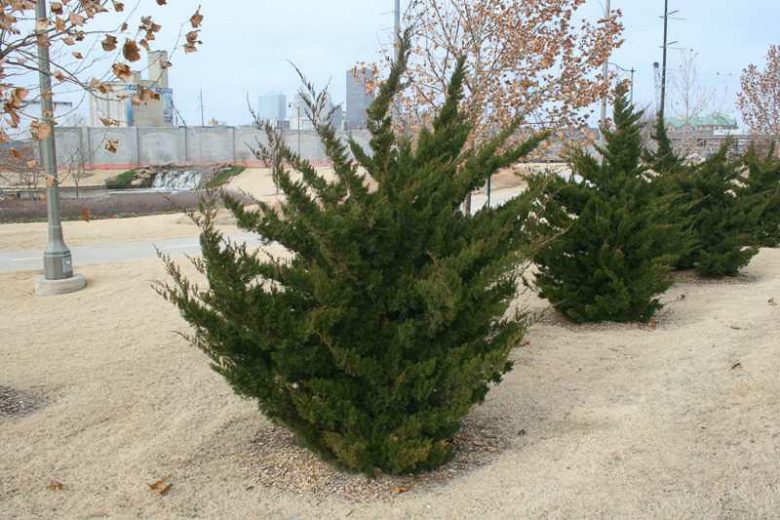 Juniperus virginiana,Cedar Oil Tree 'Canaertii', Eastern Red Cedar 'Canaertii', Pencil Cedar 'Canaertii', Red Cedar 'Canaertii', Virginia Cedar 'Canaertii', Virginia Juniper 'Canaertii', Red Juniper 'Canaertii', Carolina Cedar 'Canaertii', Red Savin 'Canaertii', Baton Rouge 'Canaertii', Evergreen Shrub, Evergreen Tree
