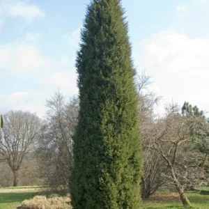 Juniperus virginiana 'Glauca', Silver Eastern Red Cedar 'Glauca', Cedar Oil Tree, Eastern Red Cedar, Pencil Cedar, Red Cedar, Virginia Cedar, Evergreen Shrub, Evergreen Tree