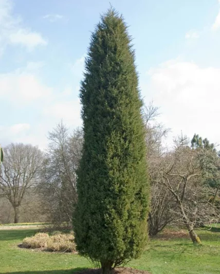 Juniperus virginiana 'Glauca', Silver Eastern Red Cedar 'Glauca', Cedar Oil Tree, Eastern Red Cedar, Pencil Cedar, Red Cedar, Virginia Cedar, Evergreen Shrub, Evergreen Tree
