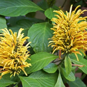 Justicia aurea, Yellow Jacobinia, Flowering Shrub, Yellow Flowers