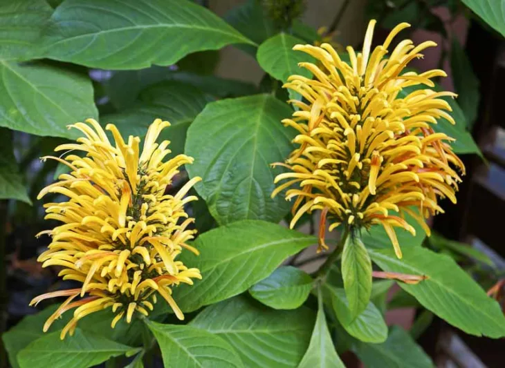 Justicia aurea, Yellow Jacobinia, Flowering Shrub, Yellow Flowers