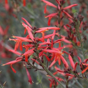 Justicia californica, Beloperone, Hummingbird Bush, Chuparosa, Beloperone californica, Flowering Shrub, Red Flowers, Drought Tolerant Shrubs