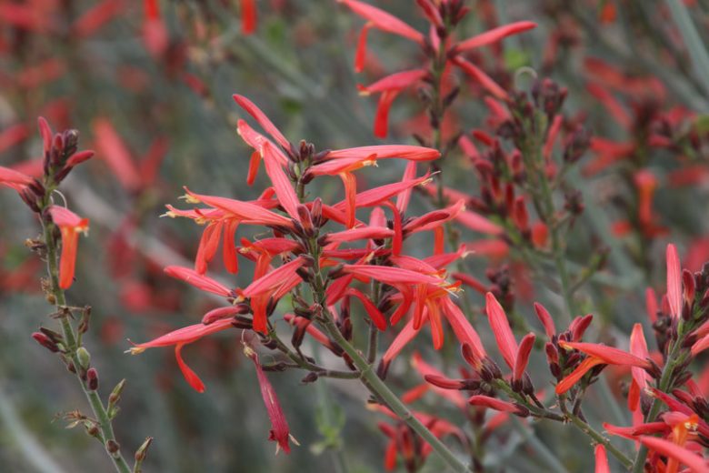 Justicia californica, Beloperone, Hummingbird Bush, Chuparosa, Beloperone californica, Flowering Shrub, Red Flowers, Drought Tolerant Shrubs