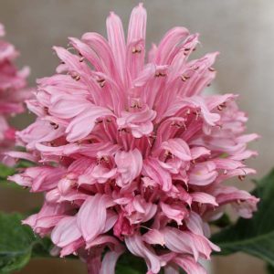 Justicia carnea, Brazilian Plume, Flamingo Flower, Jacobinia, Pine-Bur Begonia, Flowering Shrub, Red Flowers, Pink Flowers