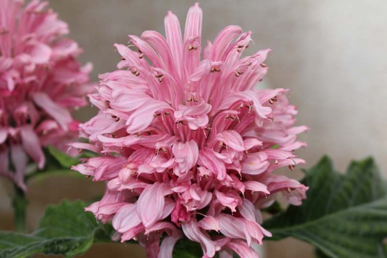 Justicia carnea, Brazilian Plume, Flamingo Flower, Jacobinia, Pine-Bur Begonia, Flowering Shrub, Red Flowers, Pink Flowers