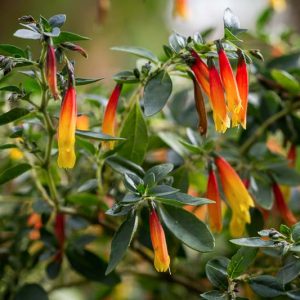 Justicia rizzinii, Firecracker Flower, Brazilian Fuchsia, Flowering Shrub, Red Flowers, Yellow Flowers