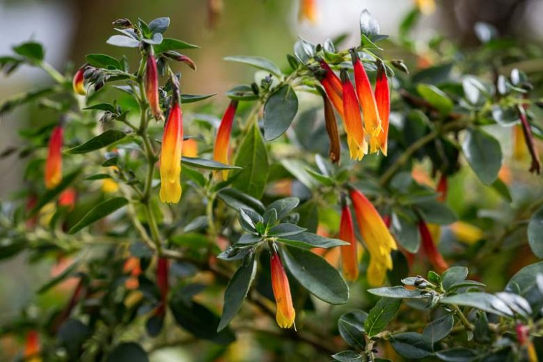 Justicia rizzinii, Firecracker Flower, Brazilian Fuchsia, Flowering Shrub, Red Flowers, Yellow Flowers