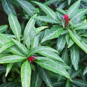 Justicia scheidweileri,Purple Shrimp Plant, Rose Pine Cone, Brazilian Fireworks, Jade Magic, Evergreen perennial, Purple Flowers, Red Flowers