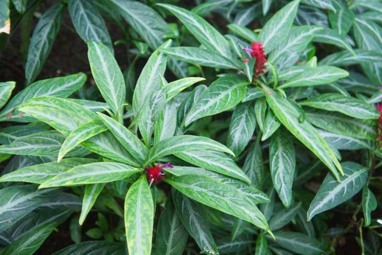Justicia scheidweileri,Purple Shrimp Plant, Rose Pine Cone, Brazilian Fireworks, Jade Magic, Evergreen perennial, Purple Flowers, Red Flowers