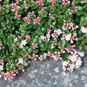 Kalmia buxifolia, Sandmyrtle, Sand Myrtle, Dendrium buxifolium, Leiophyllum buxifolium,, Flowering shrub, evergreen shrub, White flowers