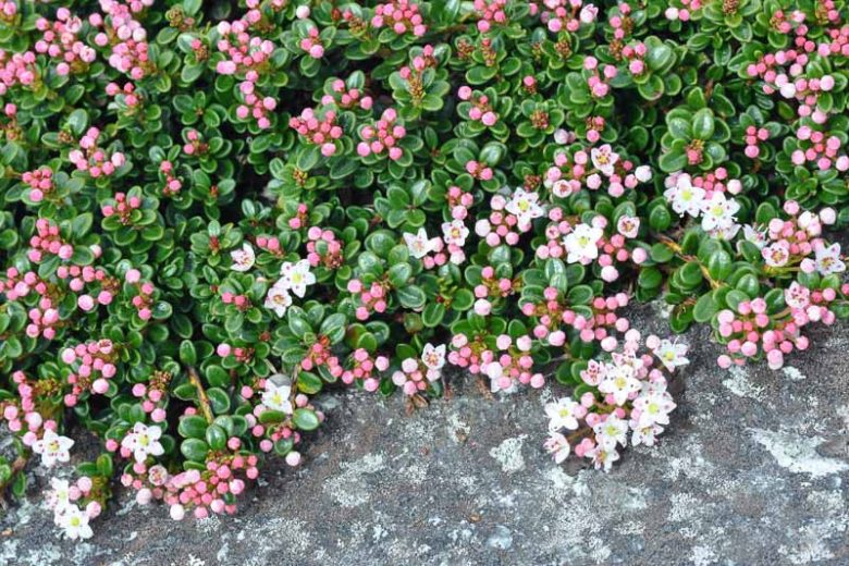 Kalmia buxifolia, Sandmyrtle, Sand Myrtle, Dendrium buxifolium, Leiophyllum buxifolium,, Flowering shrub, evergreen shrub, White flowers