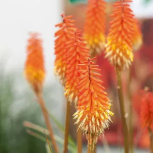 Kniphofia 'Alcazar', Red Hot Poker 'Alcazar', Poker Plant 'Alcazar', Torch Lily 'Alcazar', Tritoma 'Alcazar', orange flowers, summer perennial