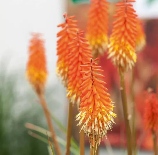 Kniphofia 'Alcazar', Red Hot Poker 'Alcazar', Poker Plant 'Alcazar', Torch Lily 'Alcazar', Tritoma 'Alcazar', orange flowers, summer perennial