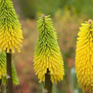 Kniphofia 'Bees' Lemon', Red Hot Poker 'Bees' Lemon', Poker Plant 'Bees' Lemon', Torch Lily 'Bees' Lemon', Tritoma 'Bees' Lemon', orange flowers, yellow flowers, late summer perennial