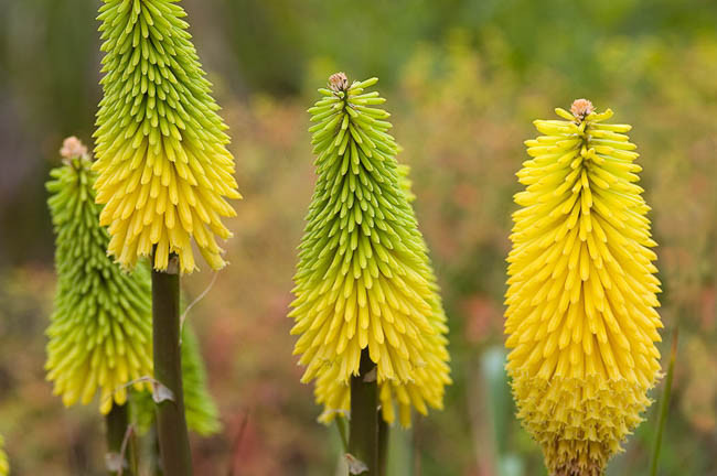 Kniphofia 'Bees' Lemon', Red Hot Poker 'Bees' Lemon', Poker Plant 'Bees' Lemon', Torch Lily 'Bees' Lemon', Tritoma 'Bees' Lemon', orange flowers, yellow flowers, late summer perennial