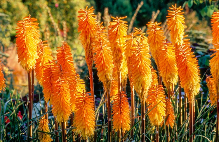 Kniphofia 'Bees' Sunset', Red Hot Poker 'Bees' Sunset', Poker Plant 'Bees' Sunset', Torch Lily 'Bees' Sunset', Tritoma 'Bees' Sunset', orange flowers, yellow flowers, late summer perennial
