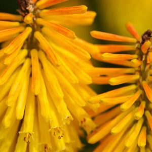 Kniphofia 'Buttercup', Red Hot Poker 'Buttercup', Poker Plant 'Buttercup', Torch Lily 'Buttercup', Tritoma 'Buttercup', AGM kniphofia, orange flowers, yellow flowers