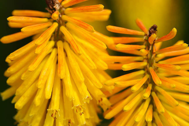 Kniphofia 'Buttercup', Red Hot Poker 'Buttercup', Poker Plant 'Buttercup', Torch Lily 'Buttercup', Tritoma 'Buttercup', AGM kniphofia, orange flowers, yellow flowers