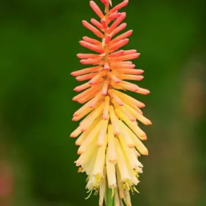 Kniphofia Jenny Bloom, Red Hot Poker Jenny Bloom, Poker Plant Jenny Bloom, Torch Lily Jenny Bloom, Tritoma Jenny Bloom, orange flowers, summer perennial