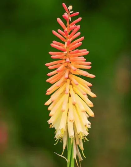 Kniphofia Jenny Bloom, Red Hot Poker Jenny Bloom, Poker Plant Jenny Bloom, Torch Lily Jenny Bloom, Tritoma Jenny Bloom, orange flowers, summer perennial