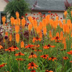 Kniphofia Mango Popsicle, Red Hot Poker Mango Popsicle, Poker Plant Mango Popsicle, Torch Lily Mango Popsicle, Tritoma Mango Popsicle, orange flowers, summer perennial