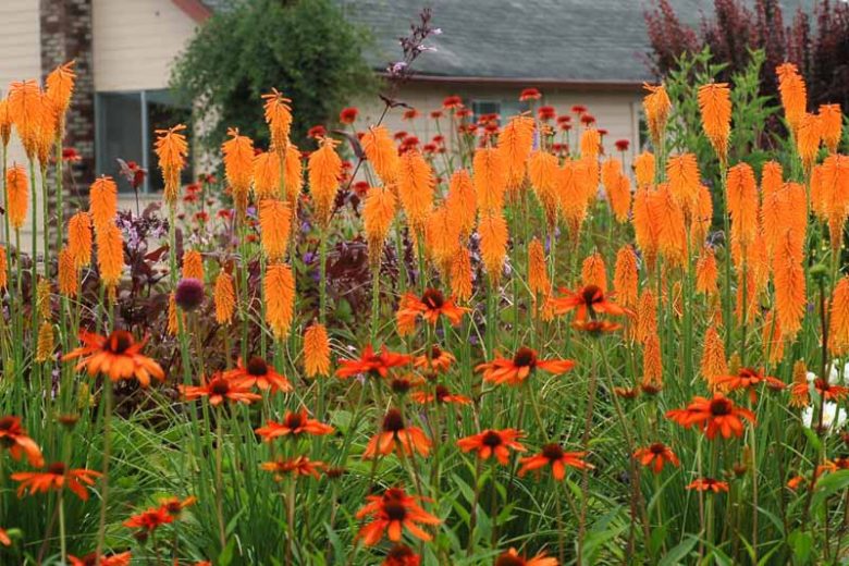 Kniphofia Mango Popsicle, Red Hot Poker Mango Popsicle, Poker Plant Mango Popsicle, Torch Lily Mango Popsicle, Tritoma Mango Popsicle, orange flowers, summer perennial