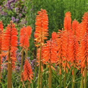 Kniphofia 'Elvira', Red Hot Poker 'Elvira', Poker Plant 'Elvira', Torch Lily 'Elvira', Tritoma 'Elvira', orange flowers, late summer perennial