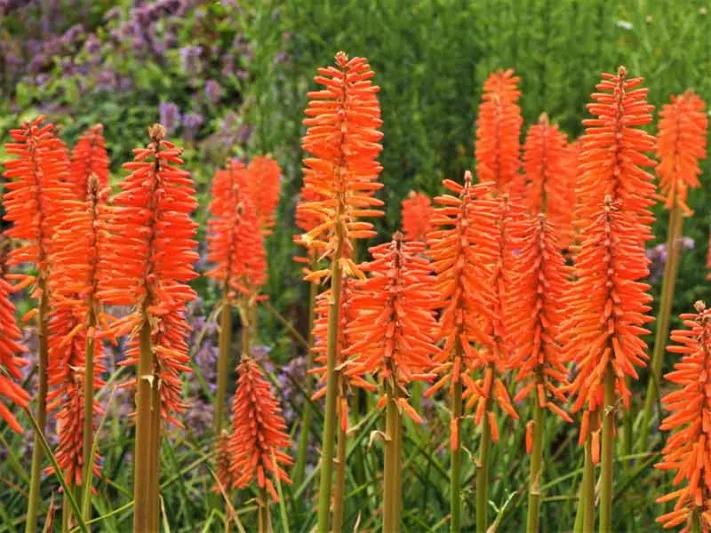 Kniphofia 'Elvira', Red Hot Poker 'Elvira', Poker Plant 'Elvira', Torch Lily 'Elvira', Tritoma 'Elvira', orange flowers, late summer perennial